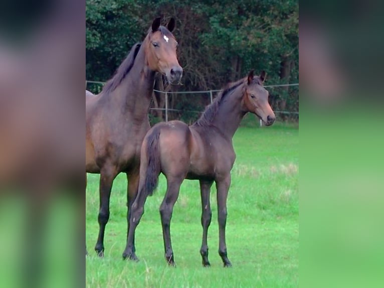 Westfaal Hengst Veulen (05/2026) 170 cm Donkerbruin in Isterberg