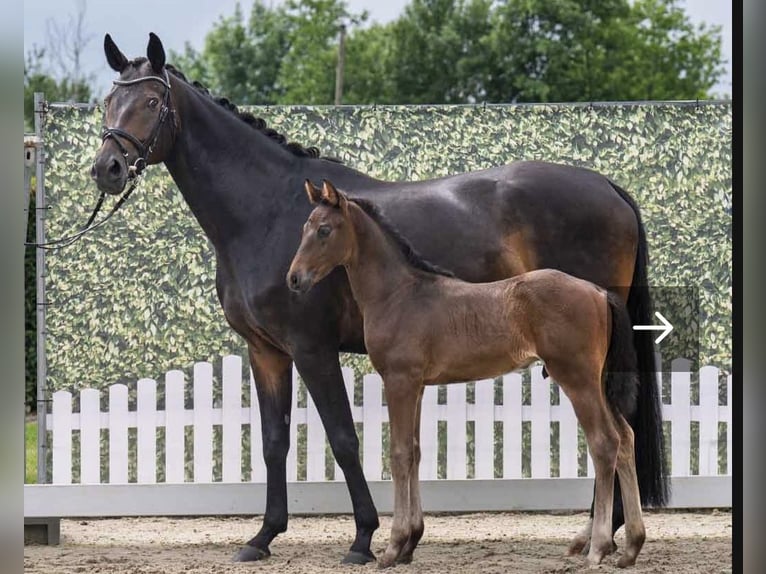 Westfaal Hengst  170 cm Donkerbruin in Olfen