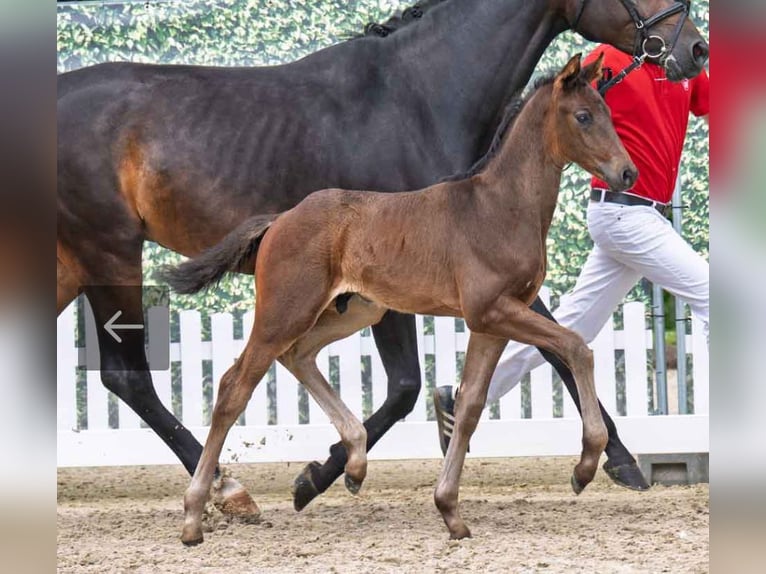 Westfaal Hengst  170 cm Donkerbruin in Olfen