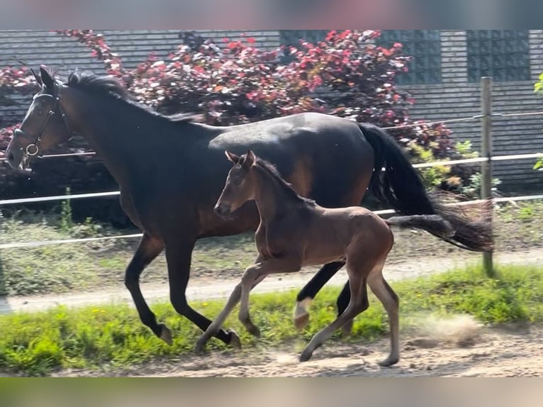 Westfaal Hengst  170 cm Donkerbruin in Olfen