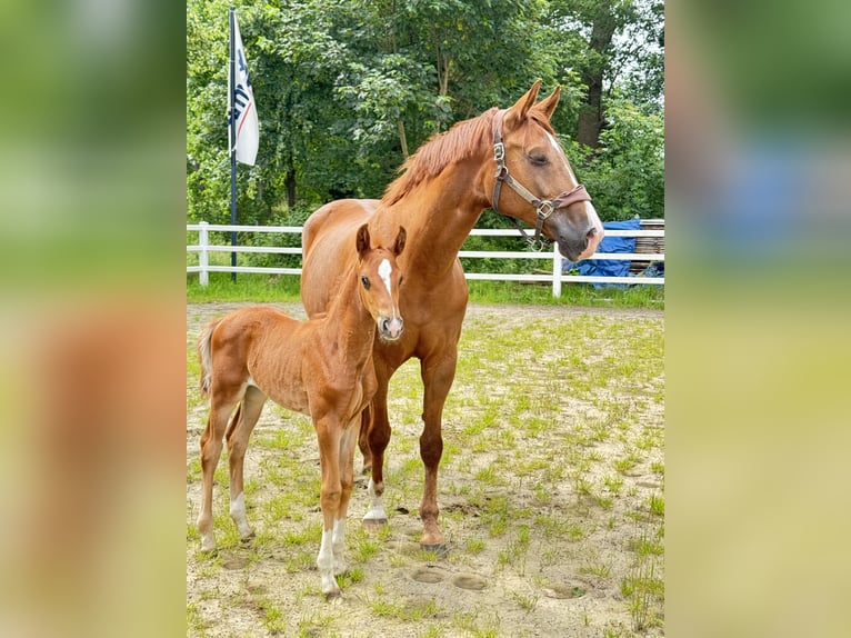Westfaal Hengst Veulen (05/2026) 170 cm Donkere-vos in Greven