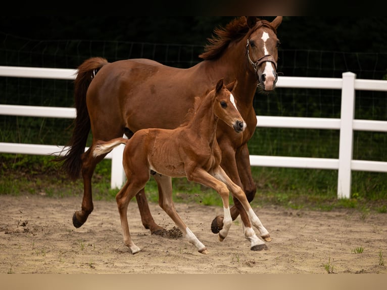 Westfaal Hengst Veulen (05/2026) 170 cm Donkere-vos in Greven