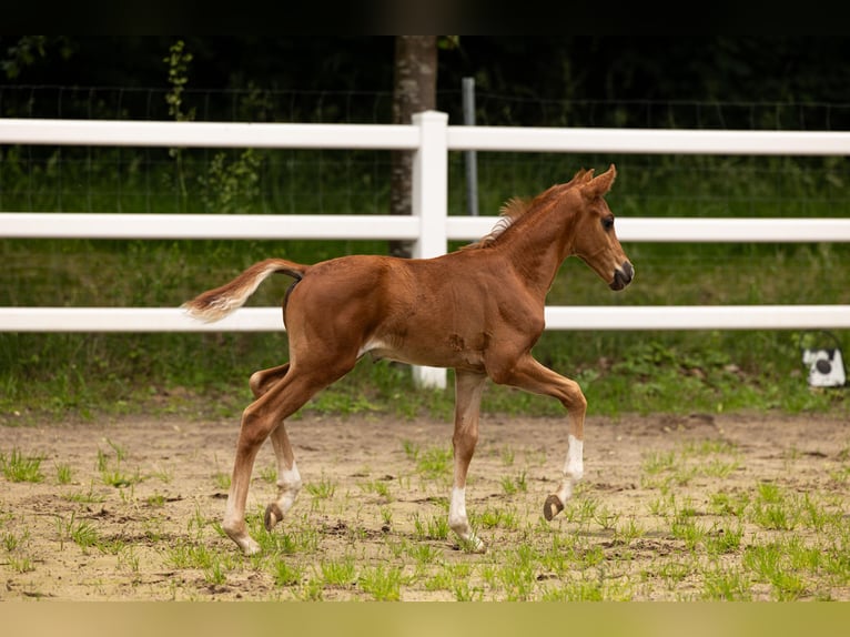Westfaal Hengst Veulen (05/2026) 170 cm Donkere-vos in Greven
