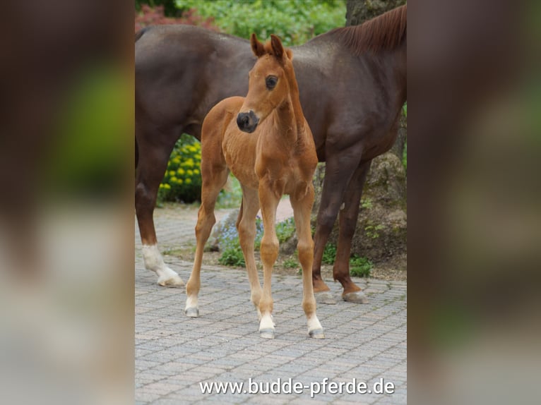 Westfaal Hengst Veulen (03/2026) 170 cm Donkere-vos in Horstmar