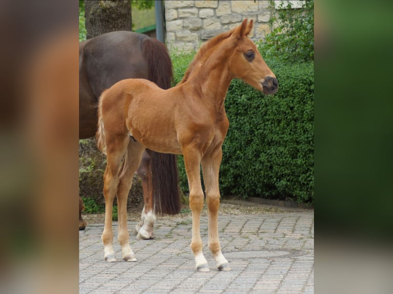 Westfaal Hengst Veulen (03/2026) 170 cm Donkere-vos in Horstmar