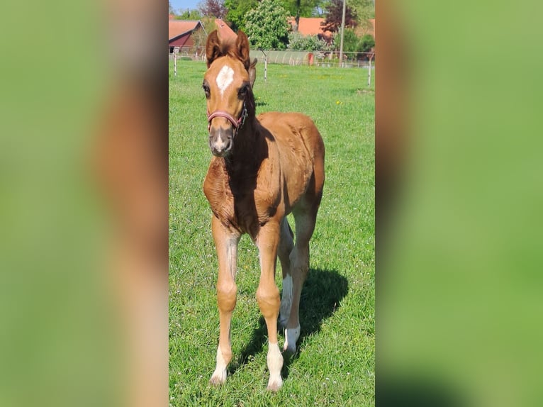 Westfaal Hengst  170 cm Donkere-vos in Hopsten