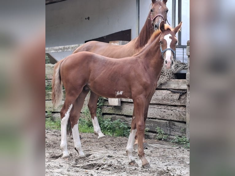 Westfaal Hengst Veulen (04/2026) 170 cm Vos in Rüthen