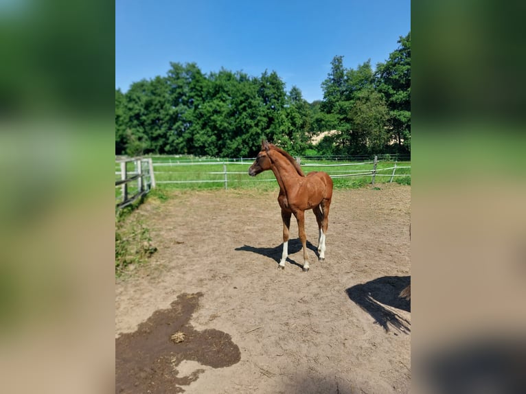 Westfaal Hengst Veulen (05/2026) 170 cm Vos in Willebadessen