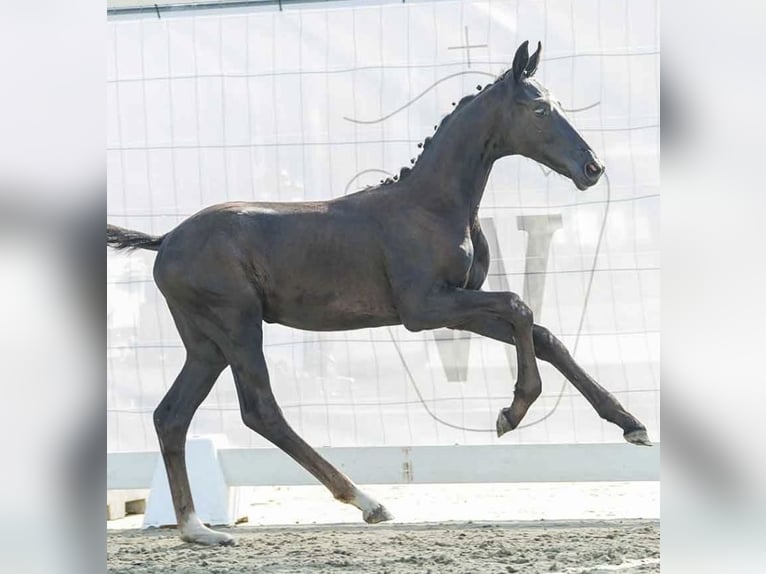 Westfaal Hengst veulen (04/2024) 170 cm Zwartschimmel in Osburg