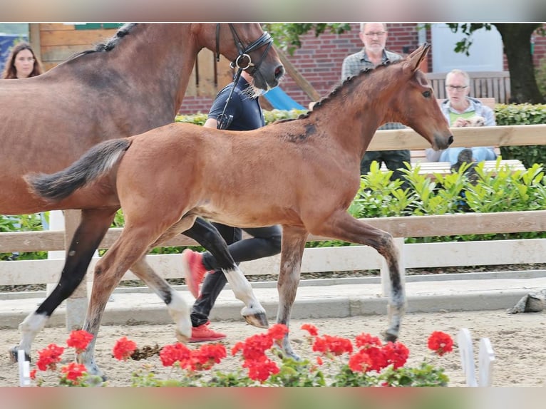 Westfaal Hengst veulen (04/2024) 172 cm Bruin in Tecklenburg