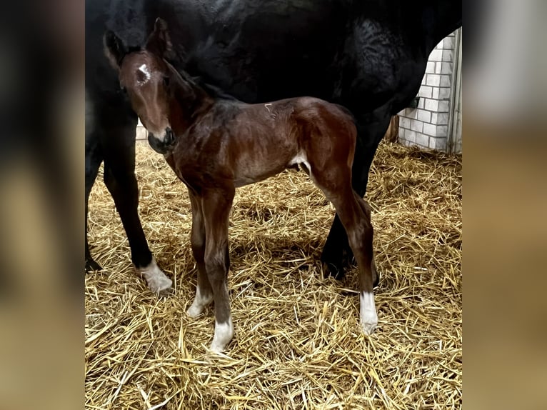 Westfaal Hengst Veulen (05/2025) 172 cm Donkerbruin in Wipperf&#xFC;rth