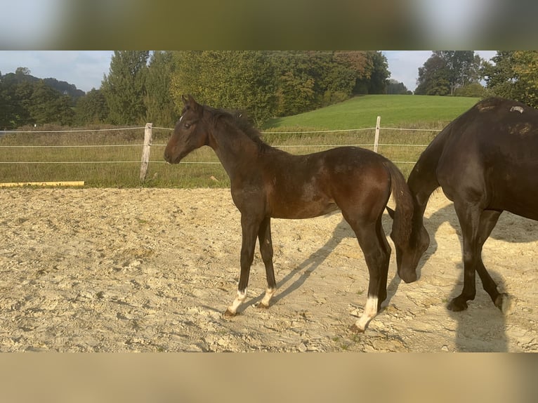 Westfaal Hengst Veulen (05/2025) 172 cm Donkerbruin in Wipperf&#xFC;rth