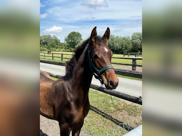 Westfaal Hengst Veulen (04/2025) 172 cm Donkerbruin in D&#xFC;lmenD&#xFC;lmen