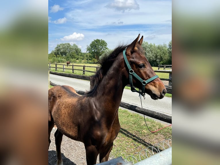 Westfaal Hengst Veulen (04/2025) 172 cm Donkerbruin in D&#xFC;lmenD&#xFC;lmen