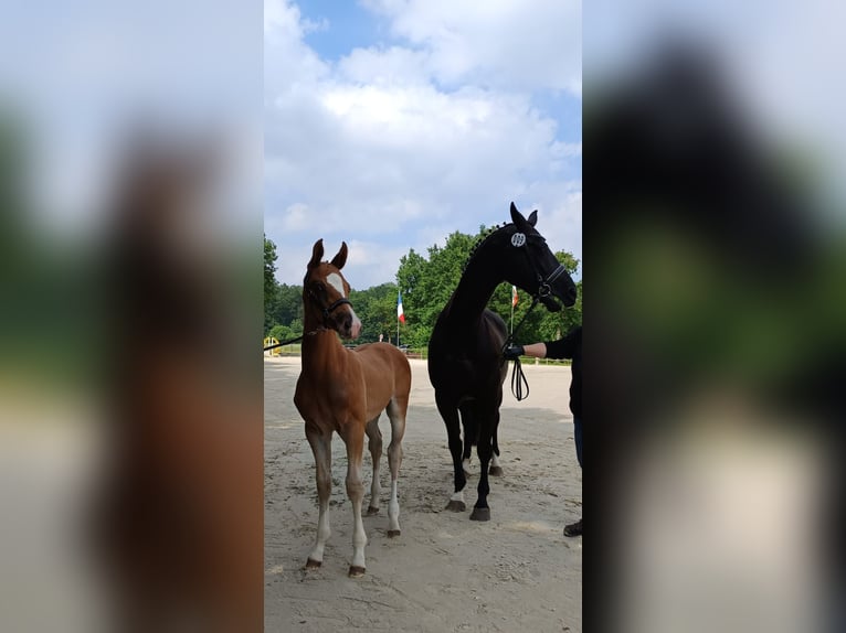 Westfaal Hengst Veulen (04/2026) 172 cm Donkere-vos in Gronau (Westfalen)