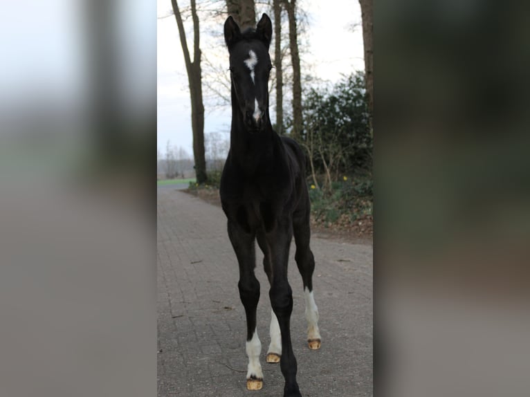 Westfaal Hengst Veulen (03/2025) 172 cm Zwart in Lohne (Oldenburg)