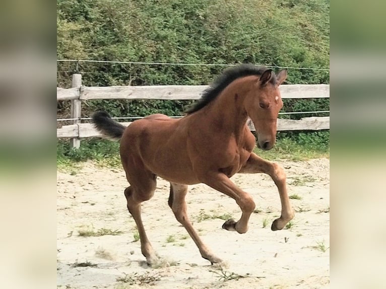 Westfaal Hengst Veulen (06/2025) 175 cm Bruin in Lathen