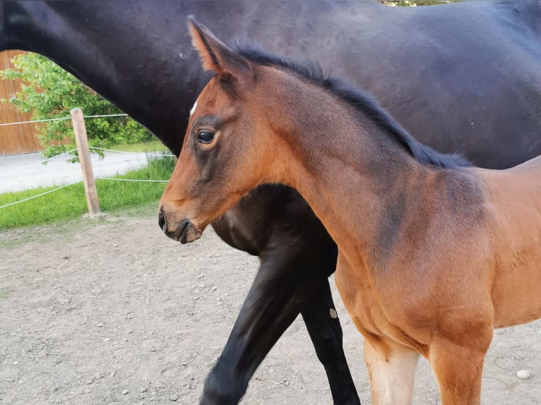 Westfaal Hengst  175 cm Donkerbruin in Burghausen