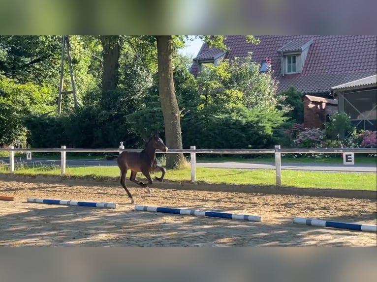 Westfaal Hengst veulen (05/2024) Bruin in Coesfeld