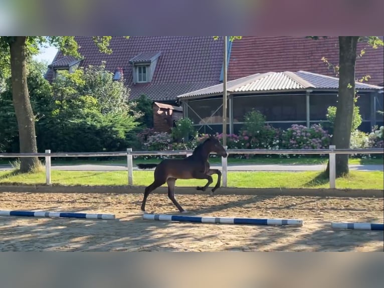 Westfaal Hengst veulen (05/2024) Bruin in Coesfeld