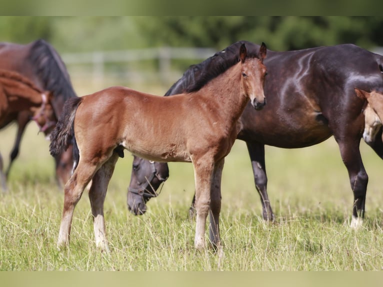 Westfaal Hengst Veulen (05/2026) Bruin in Laubach