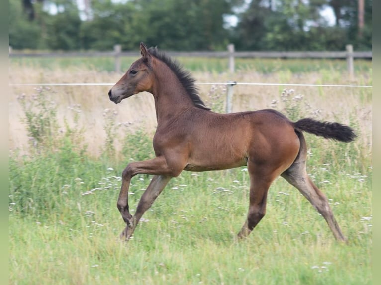 Westfaal Hengst Veulen (06/2025) Bruin in Herzebrock-Clarholz
