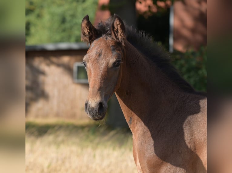 Westfaal Hengst Veulen (06/2025) Bruin in Herzebrock-Clarholz