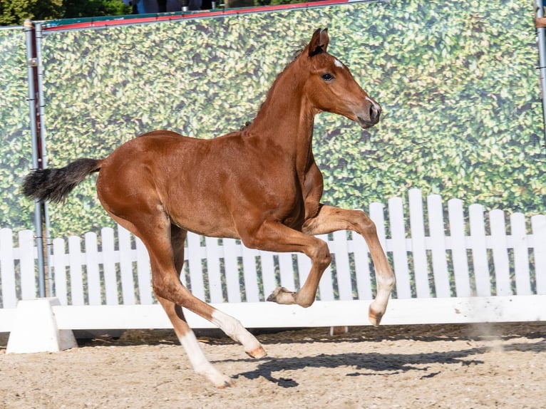 Westfaal Hengst Veulen (05/2026) Bruin in Mnster-Handorf
