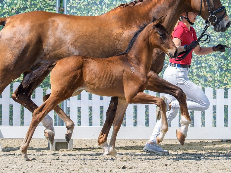 Westfaal Hengst Veulen (05/2026) Bruin in Mnster-Handorf