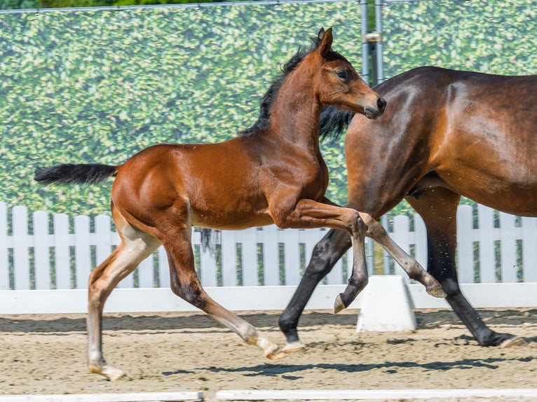Westfaal Hengst Veulen (07/2026) Bruin in Mnster-Handorf