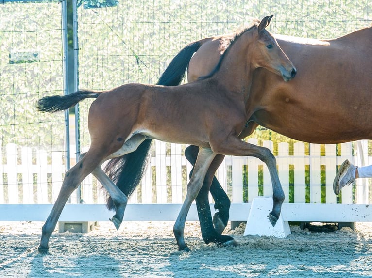Westfaal Hengst Veulen (06/2026) Bruin in Mnster-Handorf