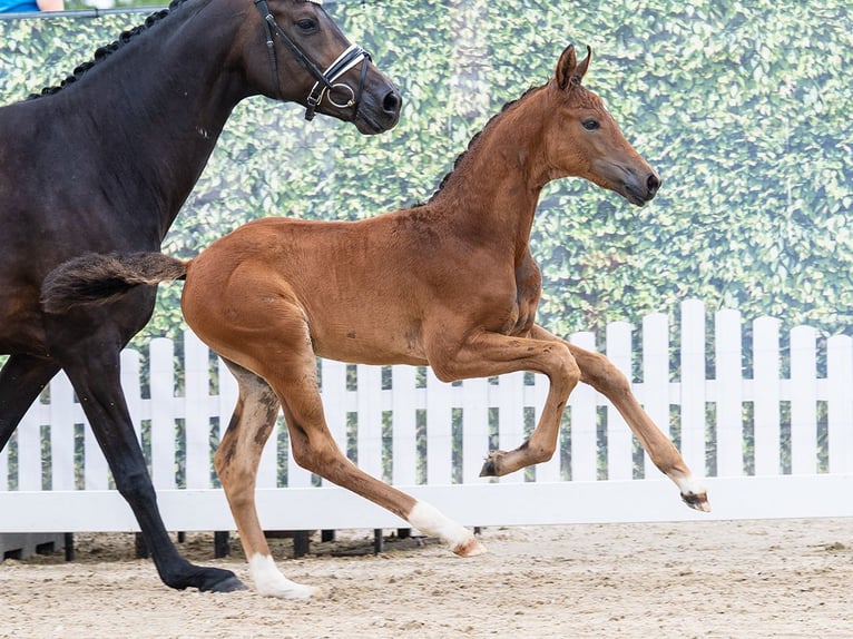 Westfaal Hengst Veulen (05/2026) Bruin in Mnster-Handorf