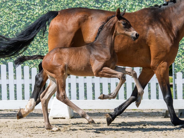 Westfaal Hengst Veulen (04/2026) Bruin in Mnster-Handorf