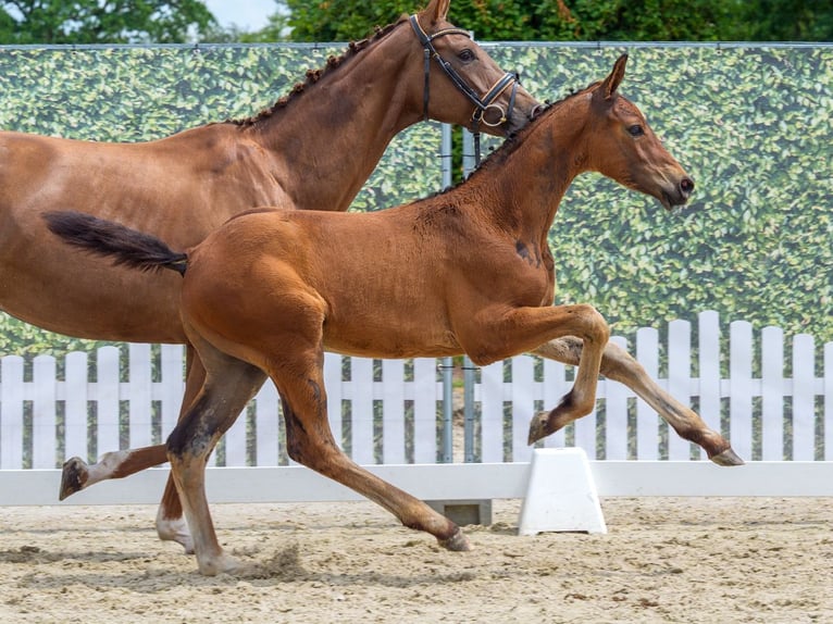 Westfaal Hengst Veulen (03/2026) Bruin in Mnster-Handorf