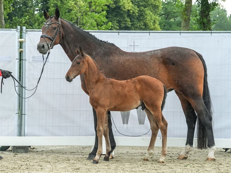 Westfaal Hengst veulen (04/2024) Bruin in Münster-Handorf