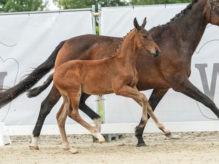 Westfaal Hengst veulen (04/2024) Bruin in Münster-Handorf