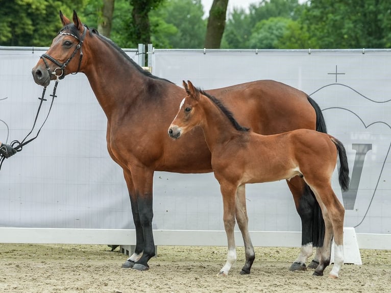 Westfaal Hengst veulen (05/2024) Bruin in Münster-Handorf