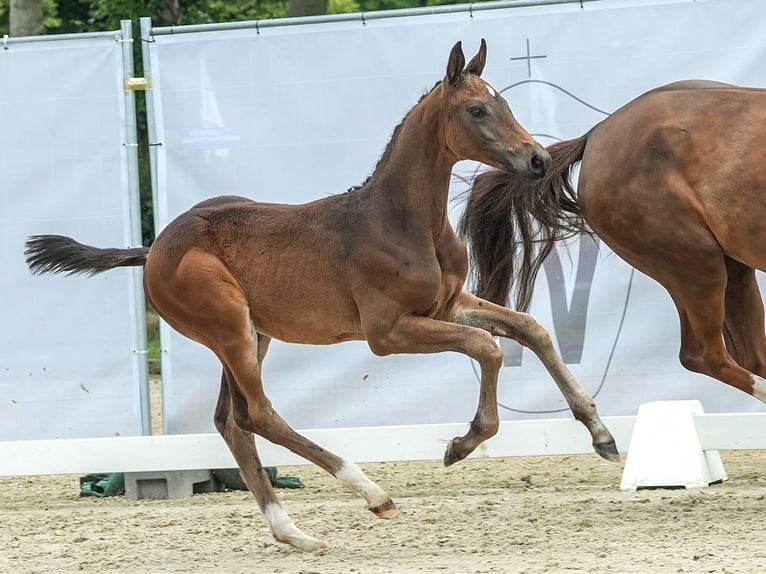 Westfaal Hengst veulen (03/2024) Bruin in Münster-Handorf