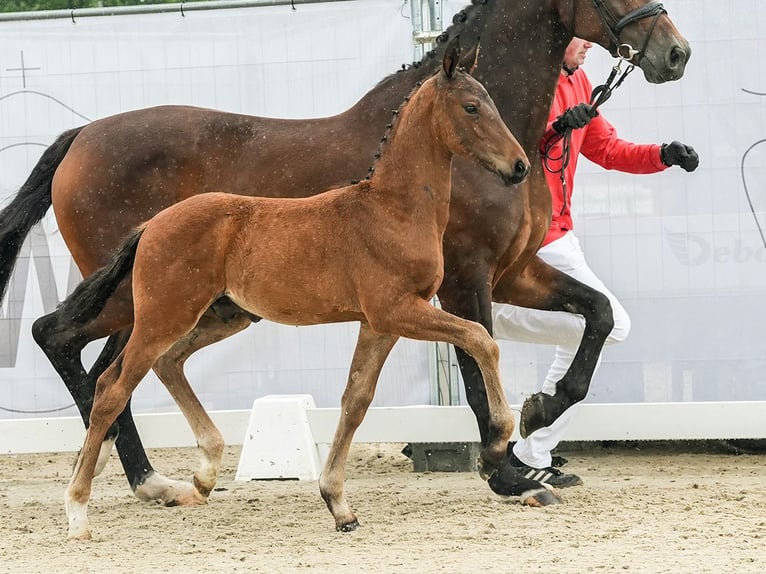 Westfaal Hengst veulen (04/2024) Bruin in Münster-Handorf