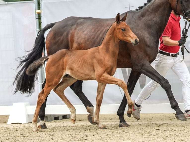 Westfaal Hengst veulen (06/2024) Bruin in Münster-Handorf