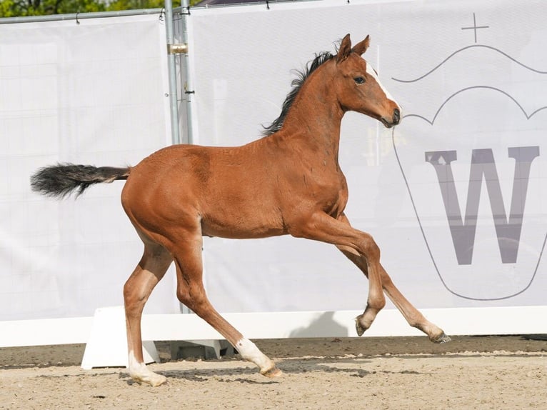 Westfaal Hengst veulen (02/2024) Bruin in Münster-Handorf