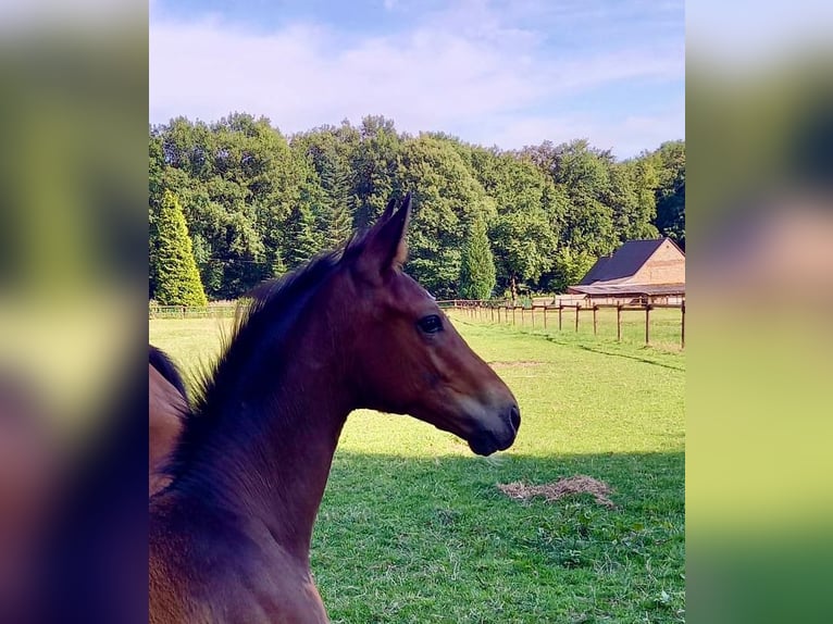 Westfaal Hengst veulen (04/2024) Bruin in Oer-Erkenschwick