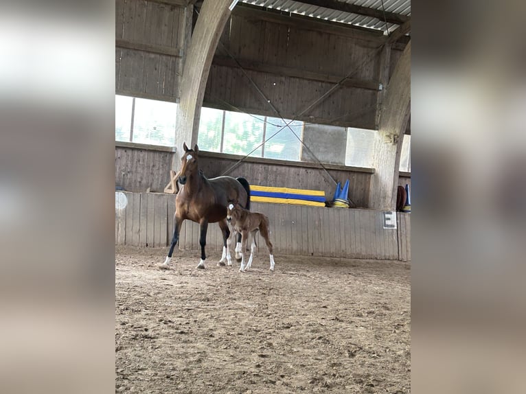 Westfaal Hengst Veulen (04/2025) Bruin in Edertal