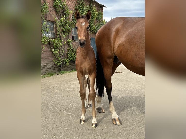 Westfaal Hengst veulen (05/2024) Bruin in Rees