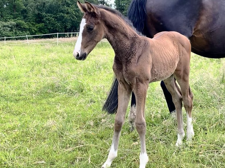 Westfaal Hengst veulen (05/2024) Bruin in Rietberg