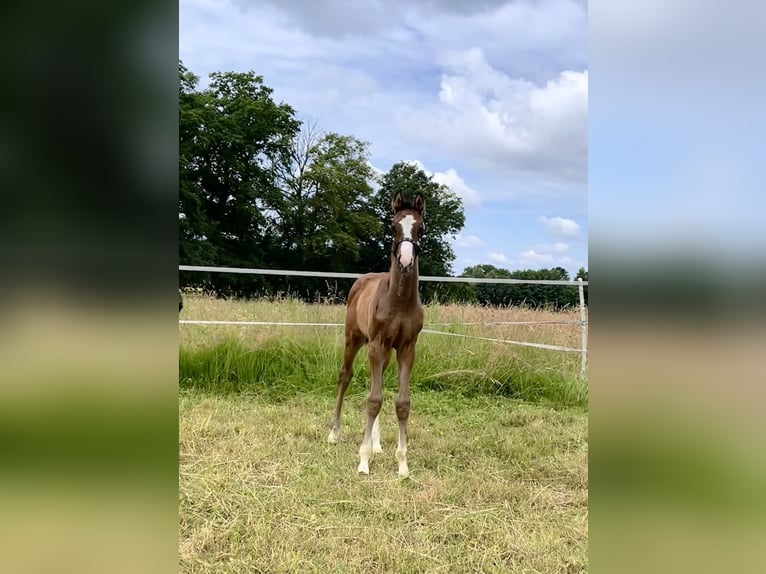 Westfaal Hengst veulen (05/2024) Bruin in Rietberg