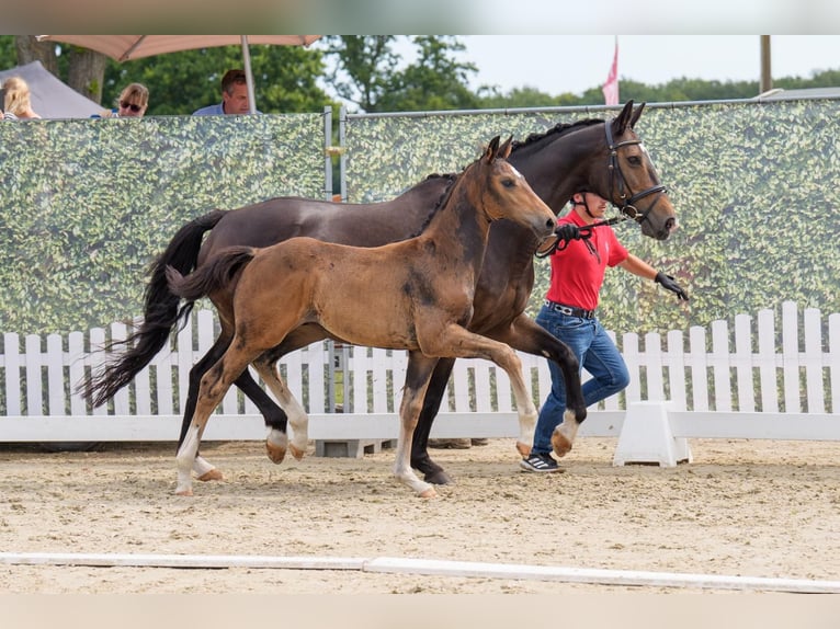 Westfaal Hengst Veulen (05/2025) Bruin in Gladbeck
