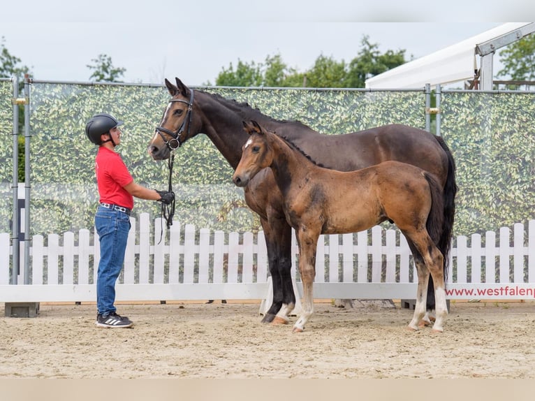 Westfaal Hengst Veulen (05/2025) Bruin in Gladbeck