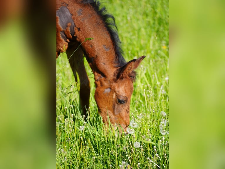 Westfaal Hengst  Bruin in Soest