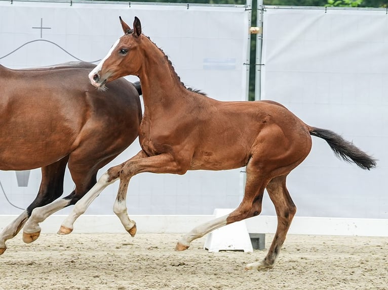 Westfaal Hengst veulen (05/2024) Bruin in Warendorf